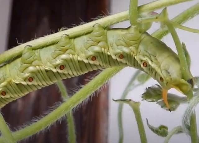 スズメガの幼虫の駆除 葉から取る方法と薬剤で植物や人体に影響は 井戸端会議