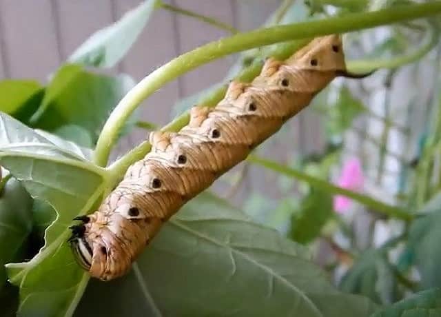 スズメガの幼虫の駆除!葉から取る方法と薬剤で植物や人体に影響は