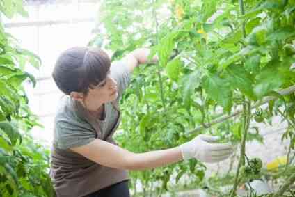 スズメガの幼虫の駆除 葉から取る方法と薬剤で植物や人体に影響は 井戸端会議