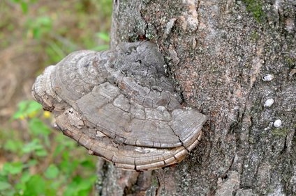 サルノコシカケの見分け方 採れる場所 時期 保存方法や食べ方は 井戸端会議