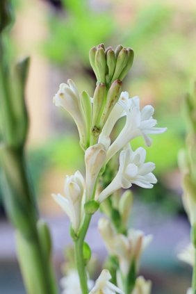 チューベローズの花言葉の由来 香りのもつ意味と誕生花はいつ