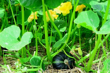 冬至かぼちゃの栽培 育て方や種まきと収穫の時期や保存方法と期限 井戸端会議
