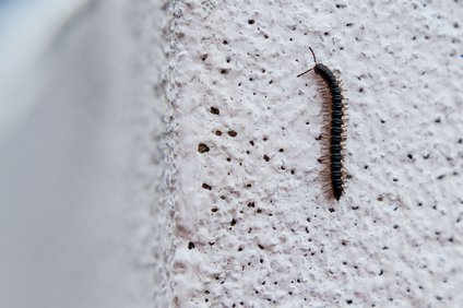 ムカデが天井から落ちてくる理由 対策や家に侵入する経路はどこから 井戸端会議