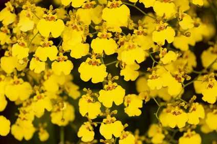 オンシジウムの花言葉の意味や誕生花はいつ どんなときに贈るの