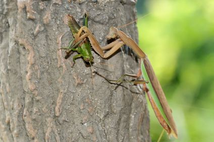 カマキリの卵と雪の関係 高い位置の年は積雪量が多いか実体験で紹介 井戸端会議