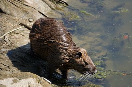 ヌートリアをペットで飼える 餌や臭いと寿命 性格 生態 値段 井戸端会議