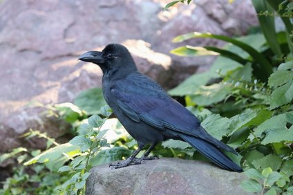 カラスの鳴き声の意味 回数や間隔の違いや危険度と威嚇されたときの対策 井戸端会議