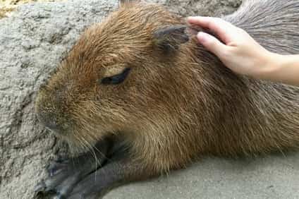 ヌートリアをペットで飼える 餌や臭いと寿命 性格 生態 値段 井戸端会議