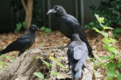 カラスの鳴き声の意味 回数や間隔の違いや危険度と威嚇されたときの対策 井戸端会議