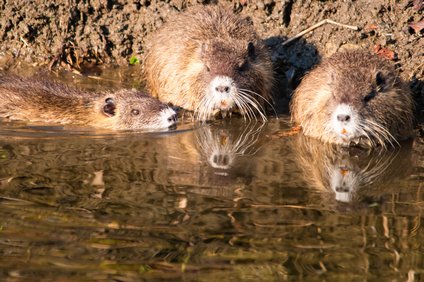 ヌートリアをペットで飼える？餌や臭いと寿命・性格・生態・値段！