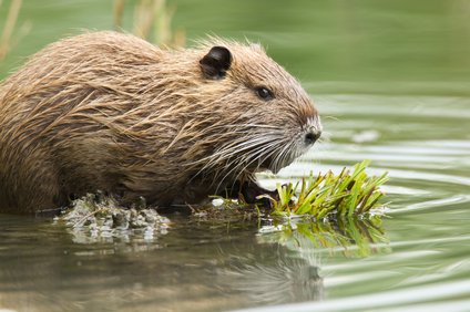 ヌートリアをペットで飼える 餌や臭いと寿命 性格 生態 値段