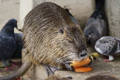 ヌートリアをペットで飼える 餌や臭いと寿命 性格 生態 値段 井戸端会議