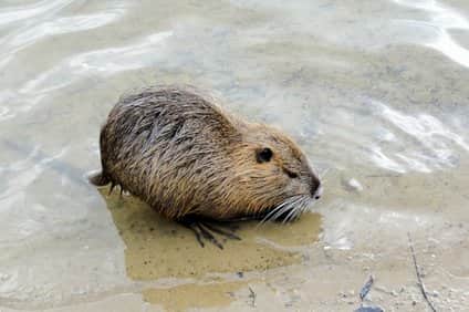 ヌートリアをペットで飼える 餌や臭いと寿命 性格 生態 値段 井戸端会議