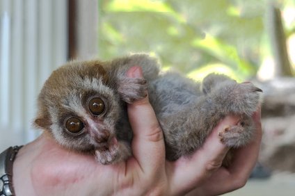 スローロリスのペットの値段と飼う方法 餌や臭いと寿命 性格 生態