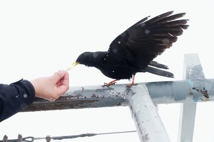 カラスがうるさいときの対策 屋根を歩く音が気になる 朝夕の撃退法やグッズも 井戸端会議