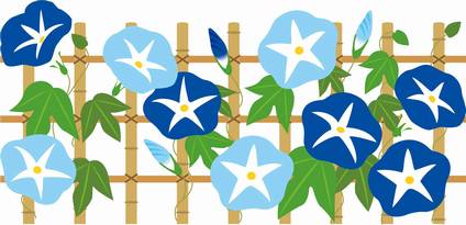 朝顔 アサガオ の枯れる原因 復活方法や咲き終わりの処理と種の採取 井戸端会議