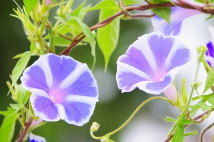 困る アサガオの時期と水やりの仕方 地植えと鉢植えの違いや方法