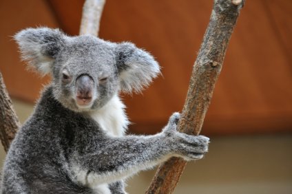 オランウータンの握力はどのくらい 他の動物や人間と比べてどっちが強い 井戸端会議