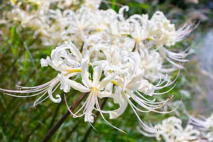 彼岸花の色の種類 花言葉の意味の違いや由来と迷信 咲く時期はいつ 井戸端会議