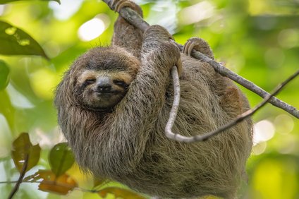 ナマケモノの睡眠時間は何時間 長い理由や野生と飼育の違い 寝る場所も 井戸端会議