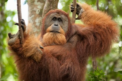 オランウータンの握力はどのくらい 他の動物や人間と比べてどっちが強い 井戸端会議