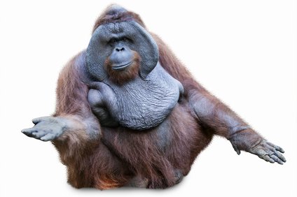 オランウータンの握力はどのくらい 他の動物や人間と比べてどっちが強い 井戸端会議