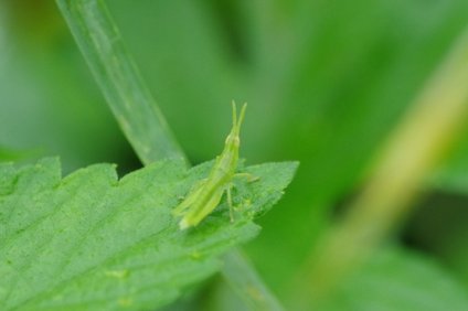 ショウリョウバッタの幼虫の餌は何 成虫になるまでの期間と変態の仕方 井戸端会議