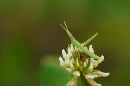 ショウリョウバッタの幼虫の餌は何 成虫になるまでの期間と変態の仕方 井戸端会議