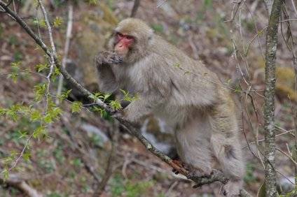 オランウータンの握力はどのくらい 他の動物や人間と比べてどっちが強い 井戸端会議