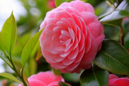 さざんか 山茶花 の由来 英語名と読み方 漢字は当て字 椿との違い 井戸端会議