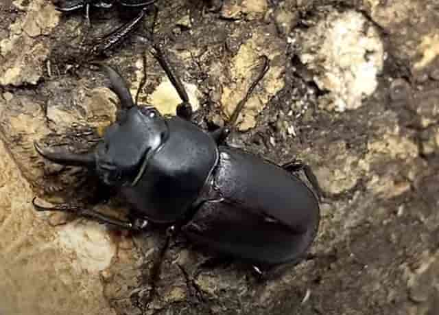 アマミシカクワガタの飼育の温度はどれくらい 越冬や発酵マットの使い方も解説 井戸端会議