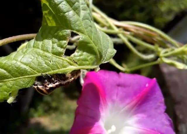 朝顔にエビガラスズメの幼虫がつくときの駆除の仕方とつかない対策 井戸端会議