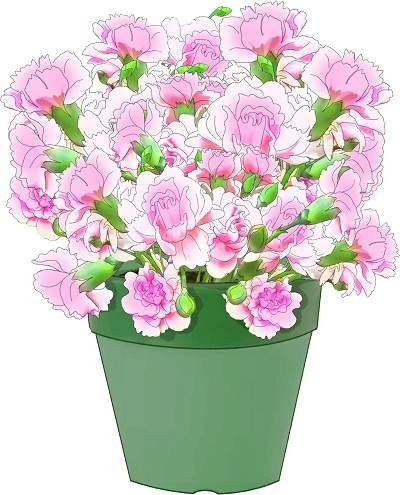 カーネーションの育て方 枯れる理由と失敗して困らない対処法 井戸端会議