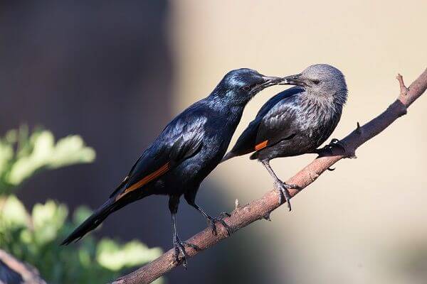 ムクドリの鳴き声がギャーギャーうるさい 理由と大群への時期的対策 井戸端会議