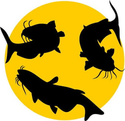 カンパンゴ 巨大ナマズ の子育てがヤバイ 巣作りとサプアの托卵に驚愕 井戸端会議