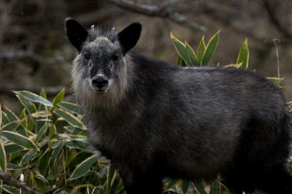 ニホンカモシカの生息地はどこ 目撃談や生息数と駆除される理由も調べてみた 井戸端会議