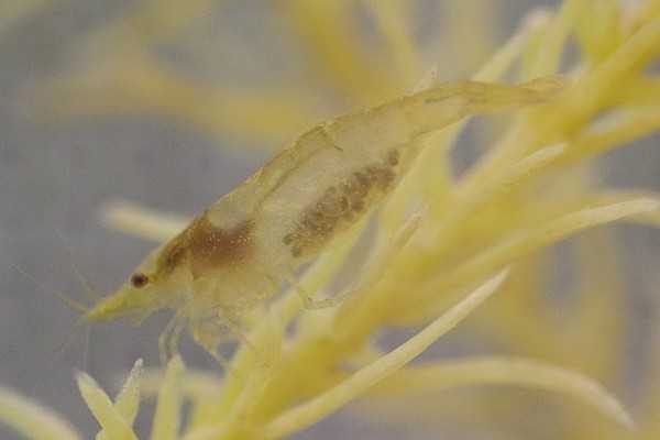 ミナミヌマエビが白くなる原因 病気の場合は伝染する 治し方も伝授 井戸端会議