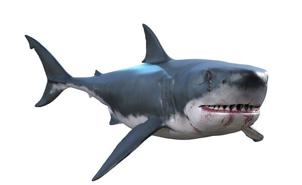 シャチ 対 サメ