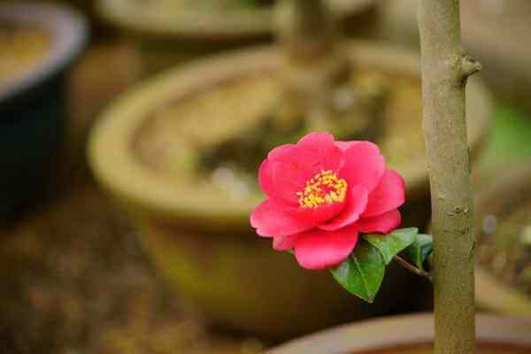 椿 ツバキ の枯れる原因 復活方法や咲き終わりの処理と種の採取 井戸端会議