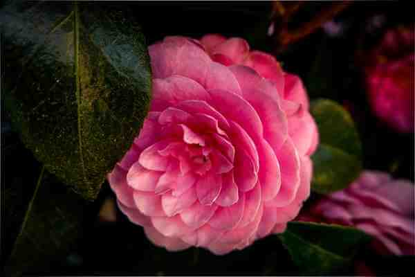 椿 ツバキ の枯れる原因 復活方法や咲き終わりの処理と種の採取 井戸端会議