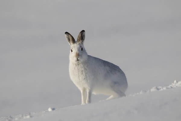 ユキウサギ 雪ウサギ の足が長い理由 生息地や生態と天敵も解説 井戸端会議