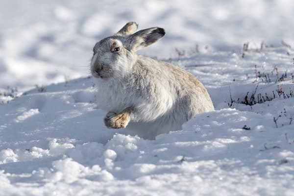 ユキウサギ 雪ウサギ の足が長い理由 生息地や生態と天敵も解説 井戸端会議