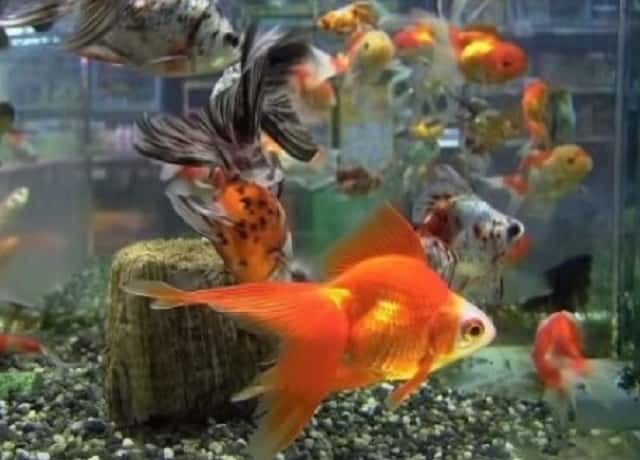 金魚はヒーターなしでも飼える 水槽の水温を保つ方法や温める代用品も紹介 井戸端会議