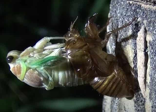 ショウリョウバッタは蛹になるならない 理由はなんで 他の昆虫の例も 井戸端会議