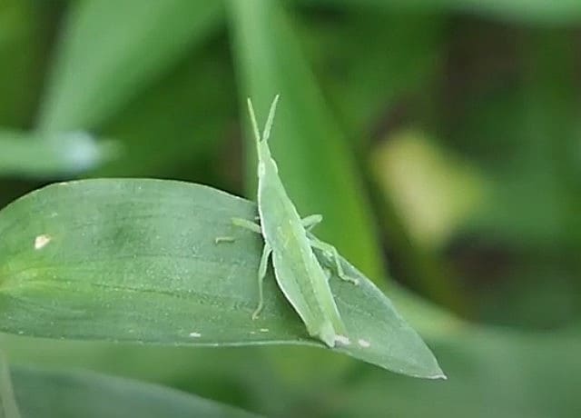 ショウリョウバッタは蛹になるならない 理由はなんで 他の昆虫の例も 井戸端会議