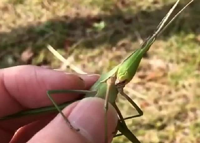 ショウリョウバッタの駆除方法 木酢液は効果ある 作業の時間帯はいつかも伝授 井戸端会議