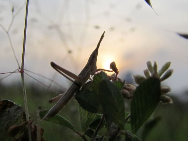 ショウリョウバッタの駆除方法 木酢液は効果ある 作業の時間帯はいつかも伝授 井戸端会議